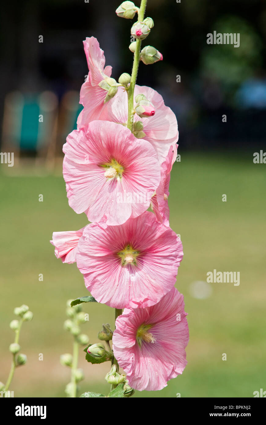 Hollyhocks Flowers High Resolution Stock Photography and Images - Alamy