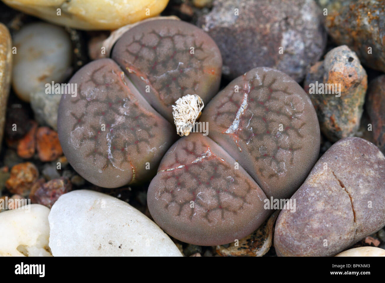 Stone plant living stone Lithops fulviceps close up Stock Photo Alamy