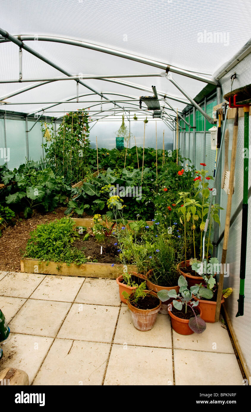 Kedar greenhouse with veg growing Stock Photo