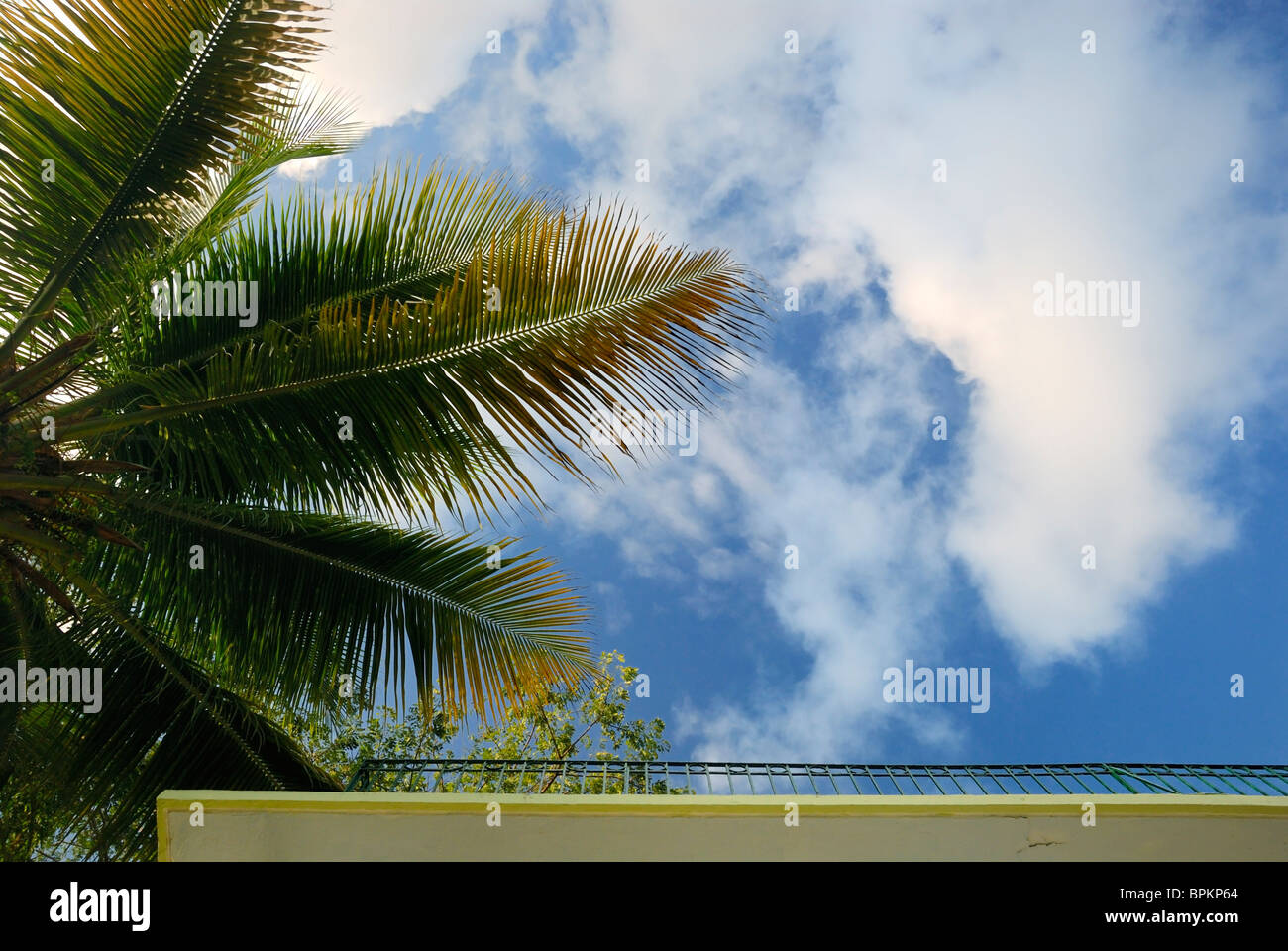 Palm fronds, blue sky and balcony, Vieques, Puerto Rico Stock Photo