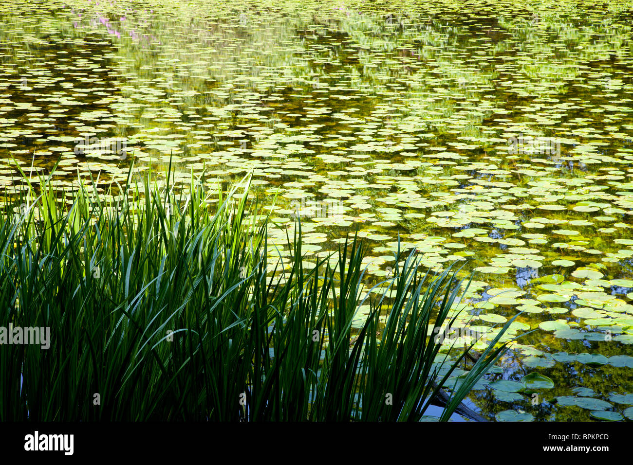Waterlilies and reeds growing in a pond on a sunny summer's day Stock ...