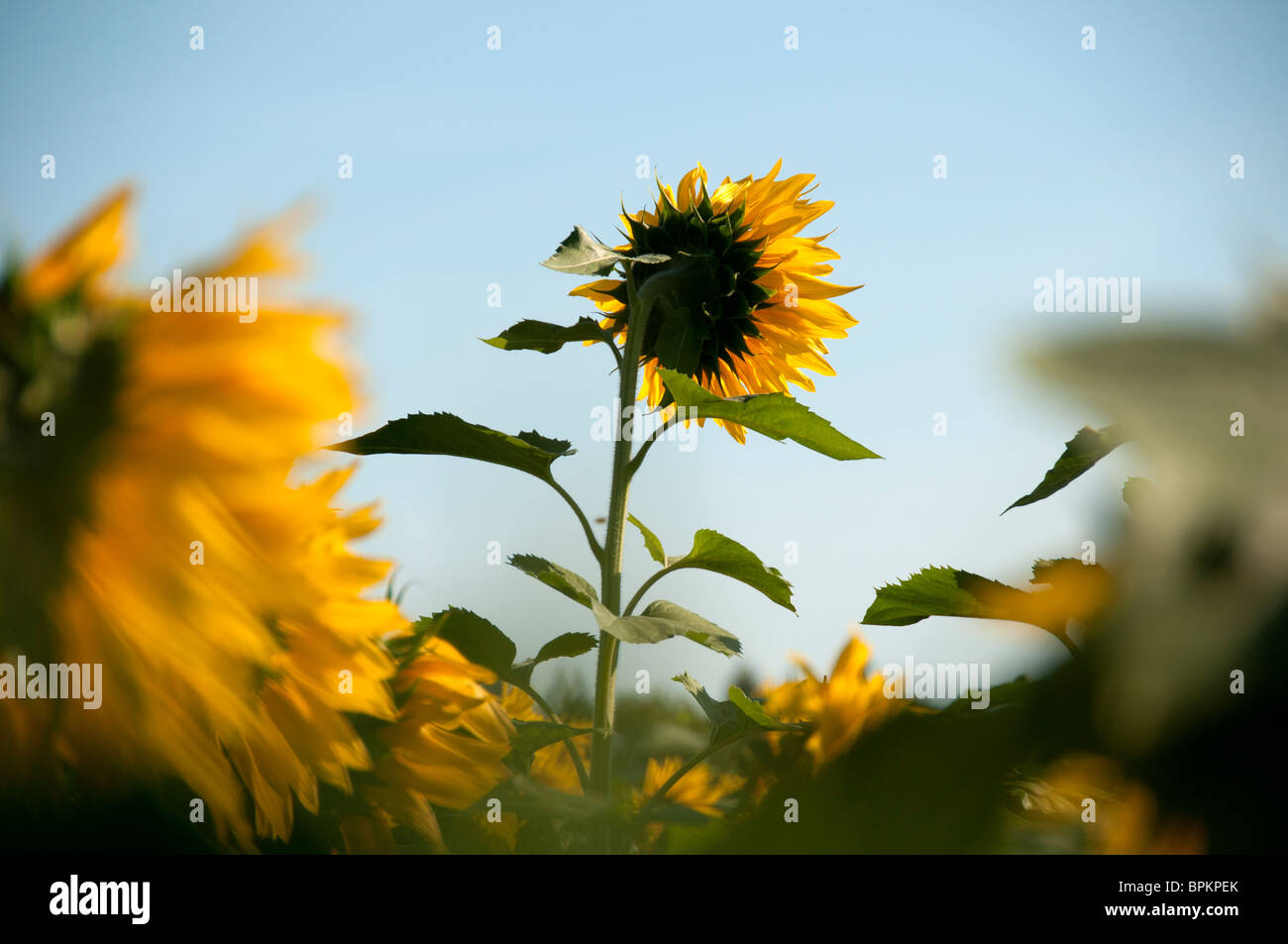 Tallest sunflower hires stock photography and images Alamy