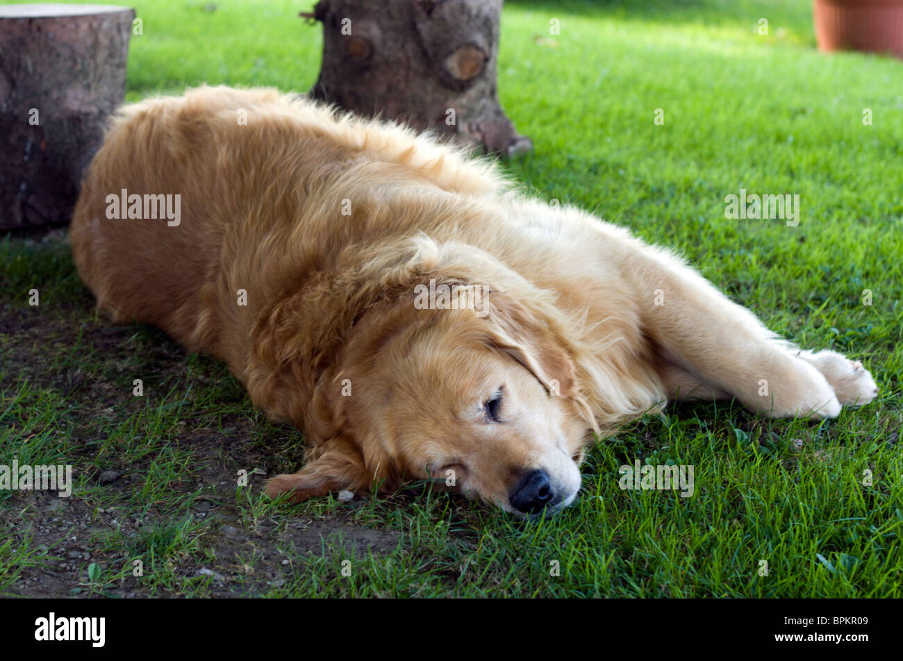 Golden retriever sleeping in the grass. Stock Photo