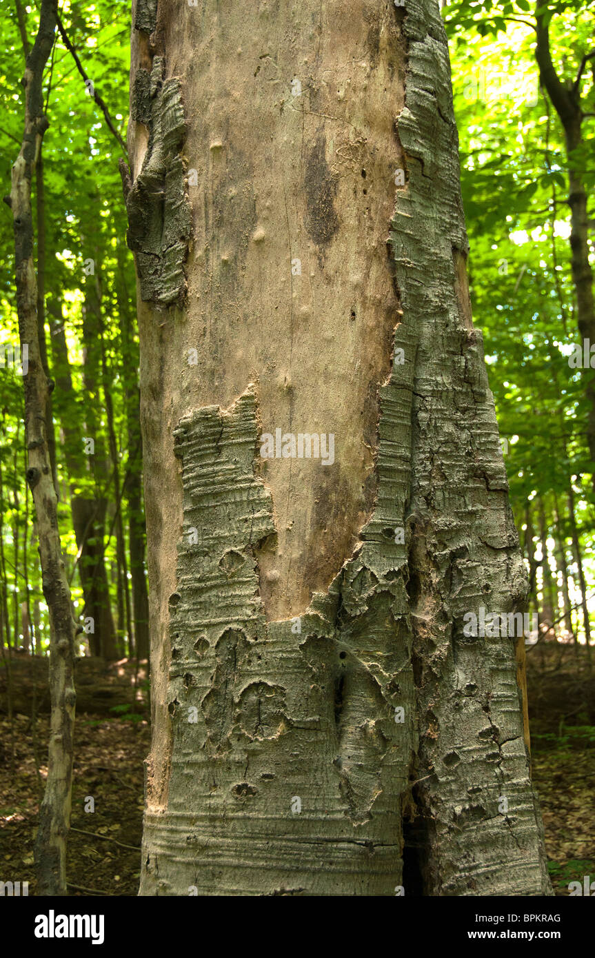 Peeling tree trunk Stock Photo Alamy