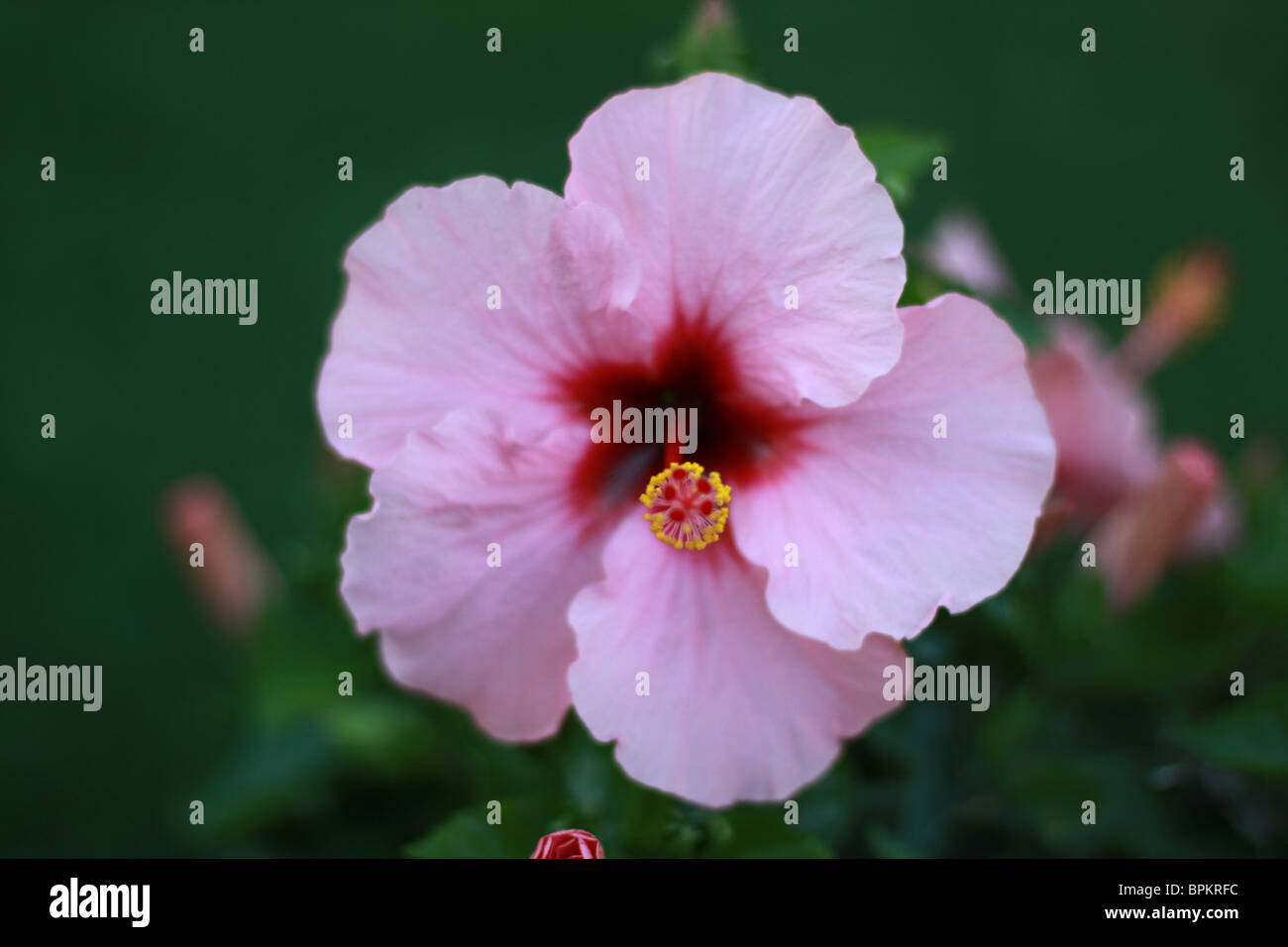 A close up of a pink hibiscus flower. Stock Photo