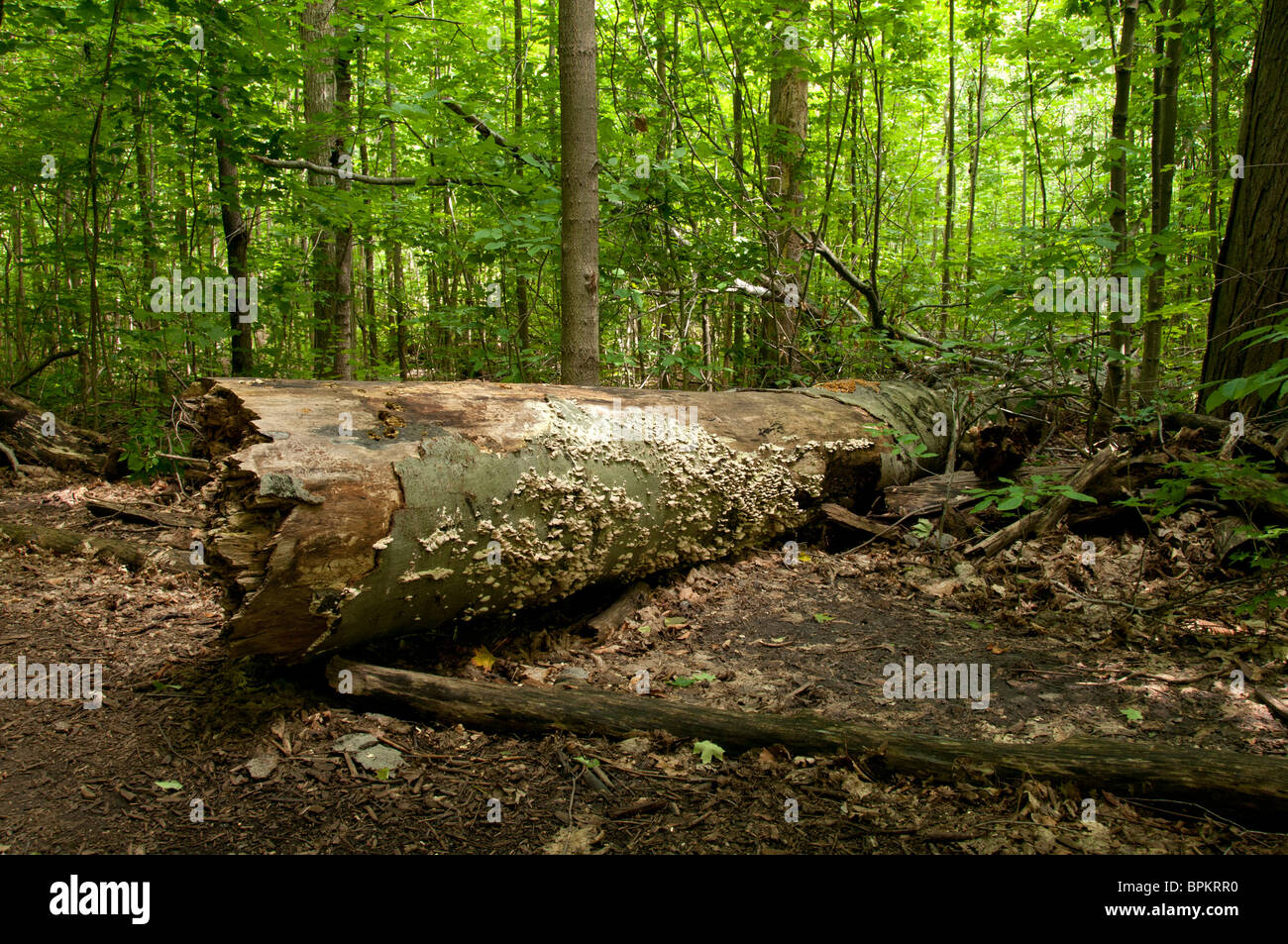 Decayed fallen tree. Stock Photo