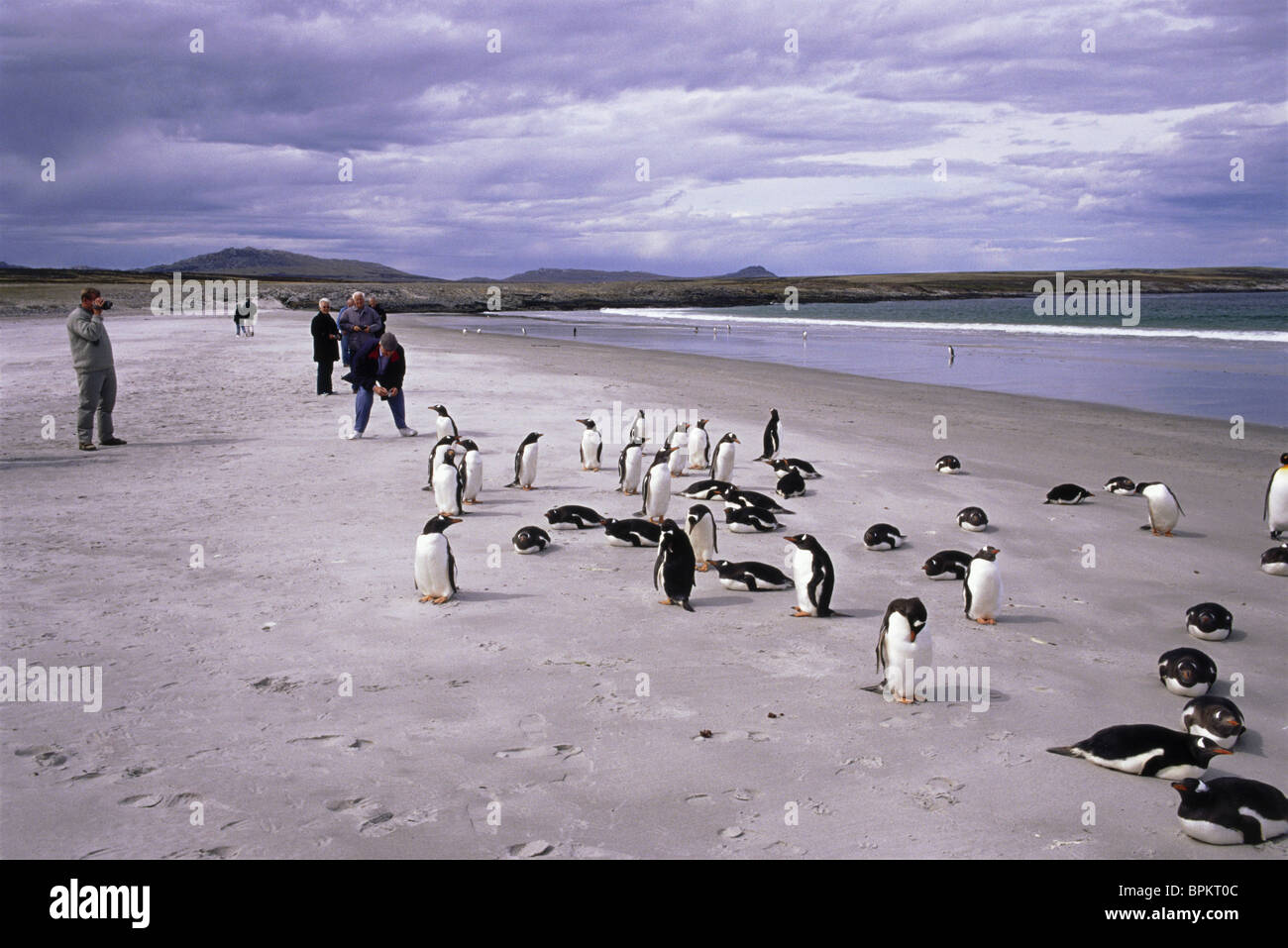 Bluff Cove Falkland Islands Hi Res Stock Photography And Images Alamy