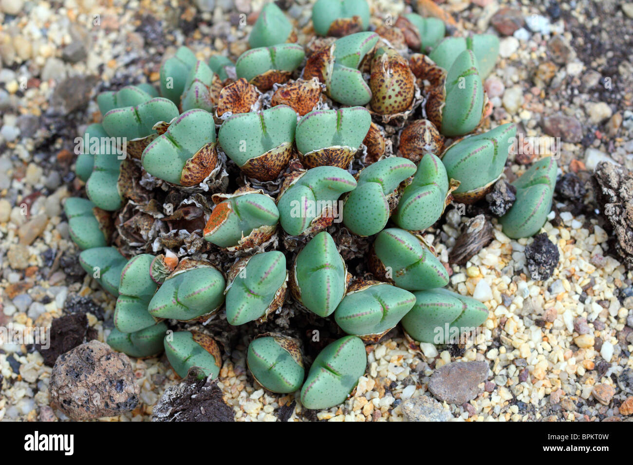 Succulent Conophytum elishae close up Stock Photo
