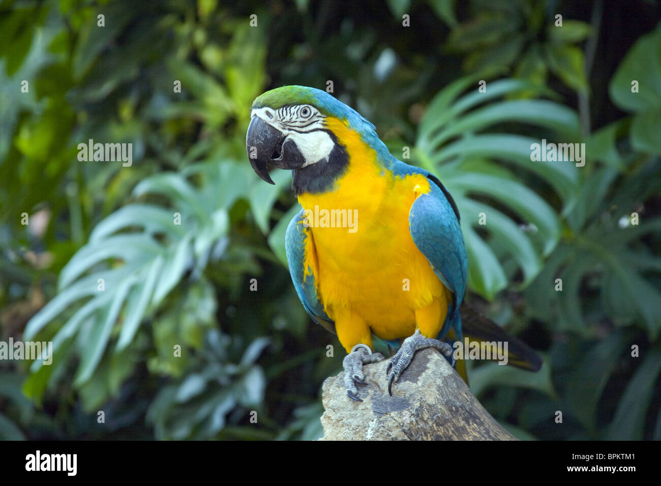 Front close up picture of blue of yellow Macaw, a member of the parrots specie. Stock Photo