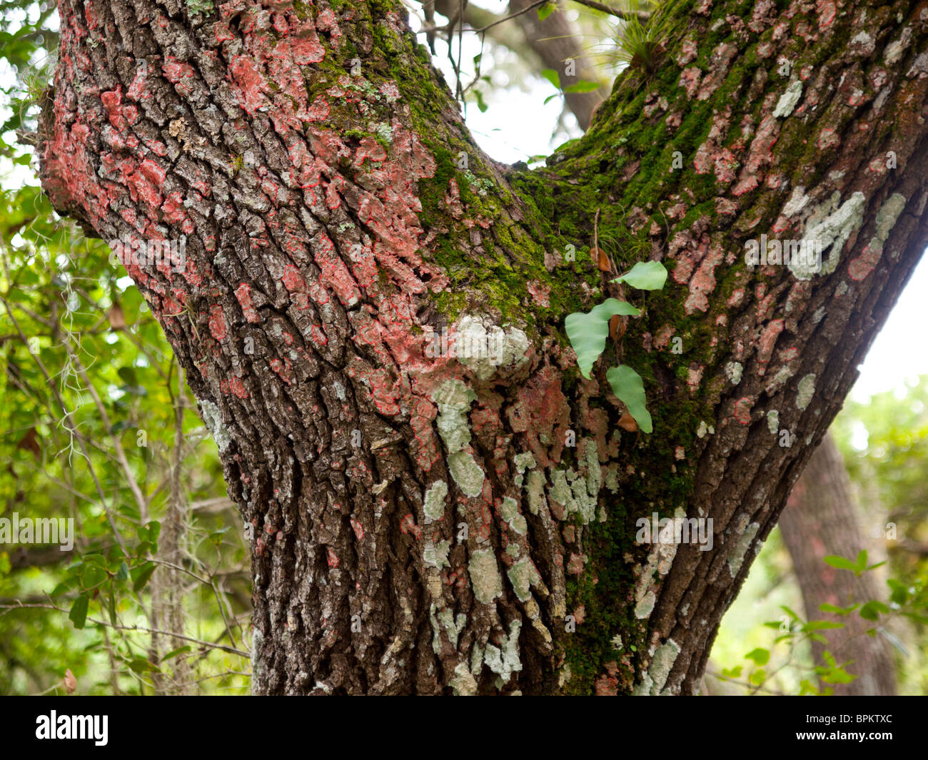 Red-Blanket Lichen (Chidecton sanguieneum) on a Southern Red Oak (Quercus falcata) in West Melbourne, Brevard Country, Florida. Stock Photo