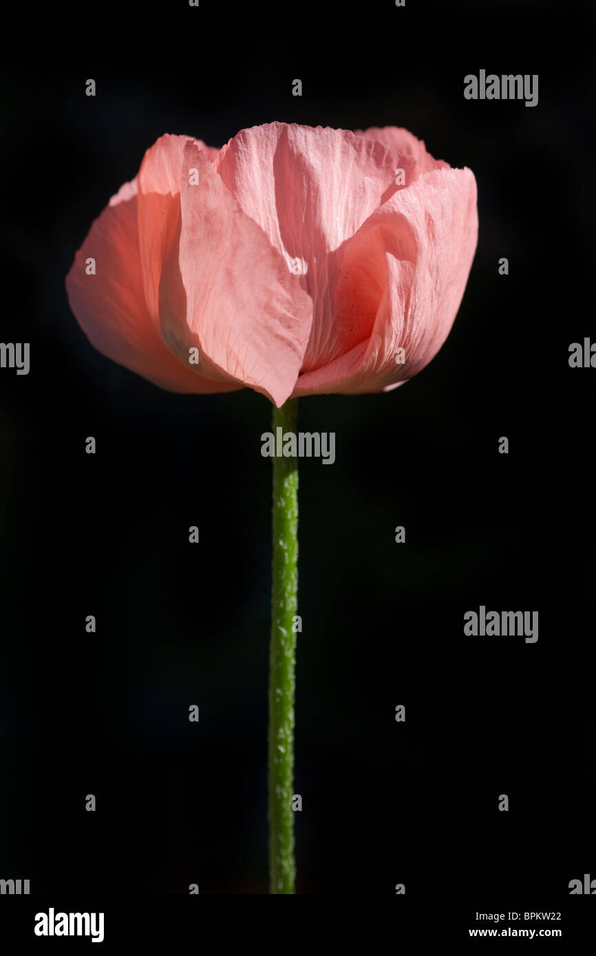 Red Poppy isolated on a black background Stock Photo - Alamy
