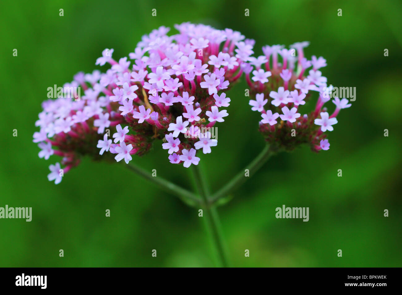 Verbena bonariensis hires stock photography and images Alamy