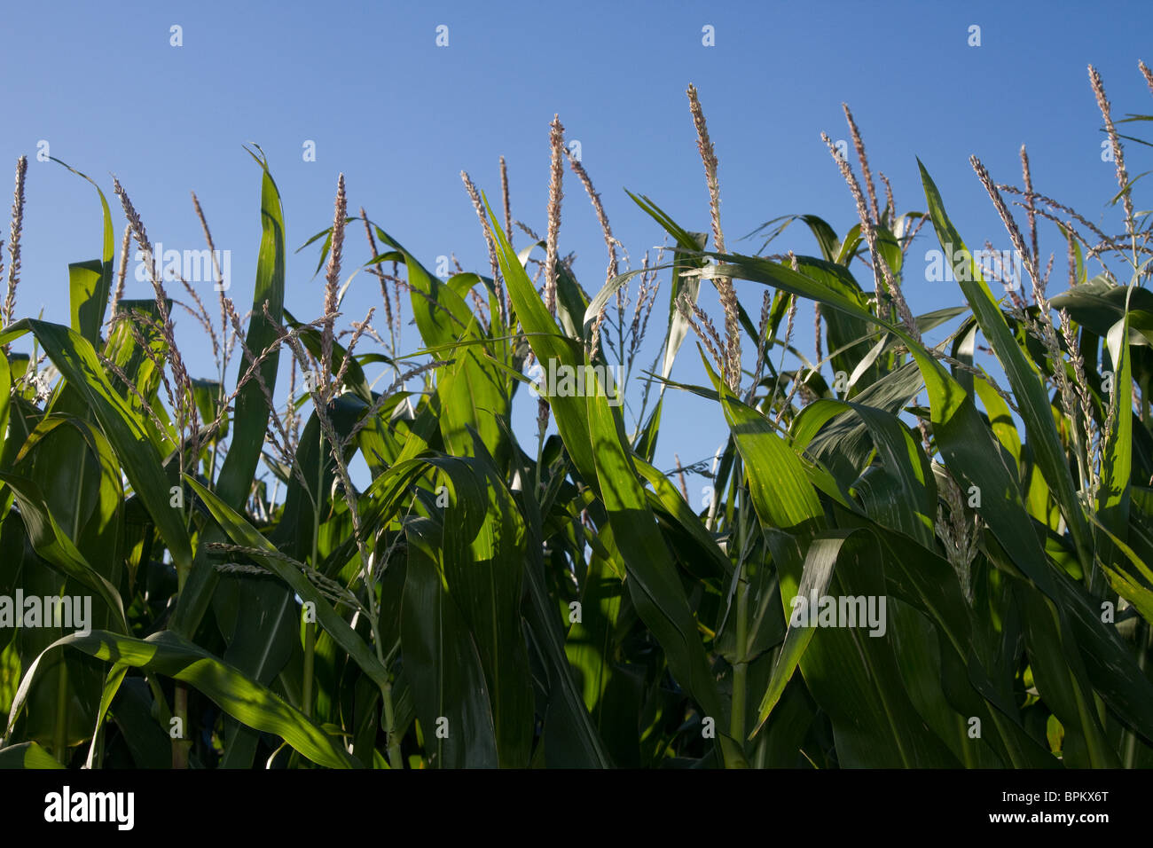 Cereal crop of Maize growing in Field at Mere Brow, Hesketh Bank, Southport, West Lancashire, uk Stock Photo