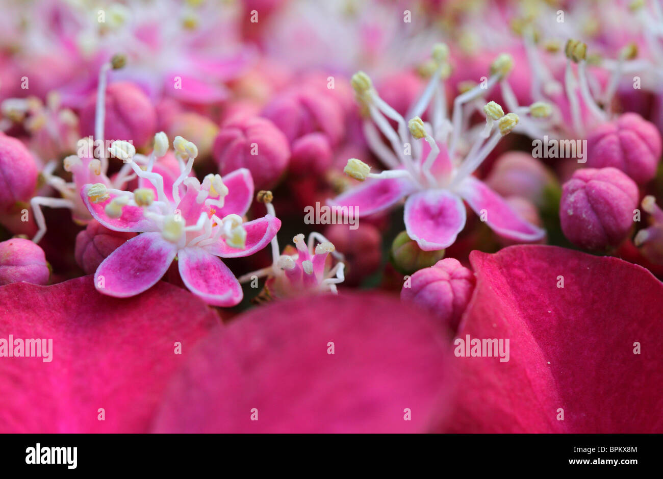 Pink hydrangea blossom close up Stock Photo - Alamy