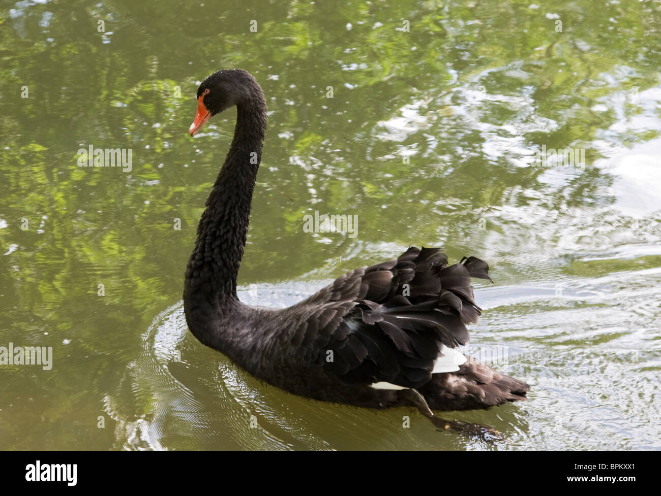 Black swan Stock Photo