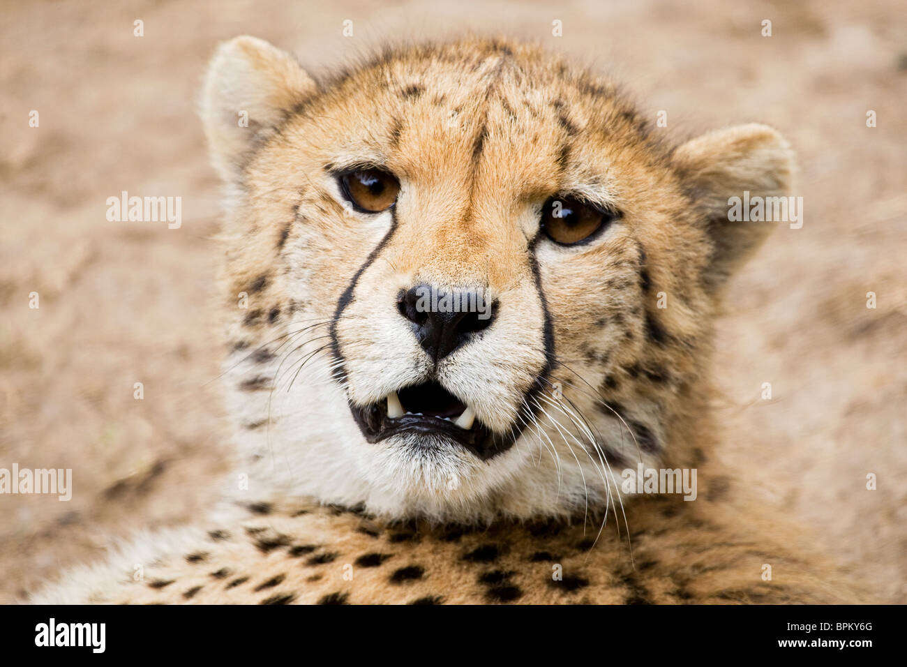 Snarling Cheetah 1 Stock Photo