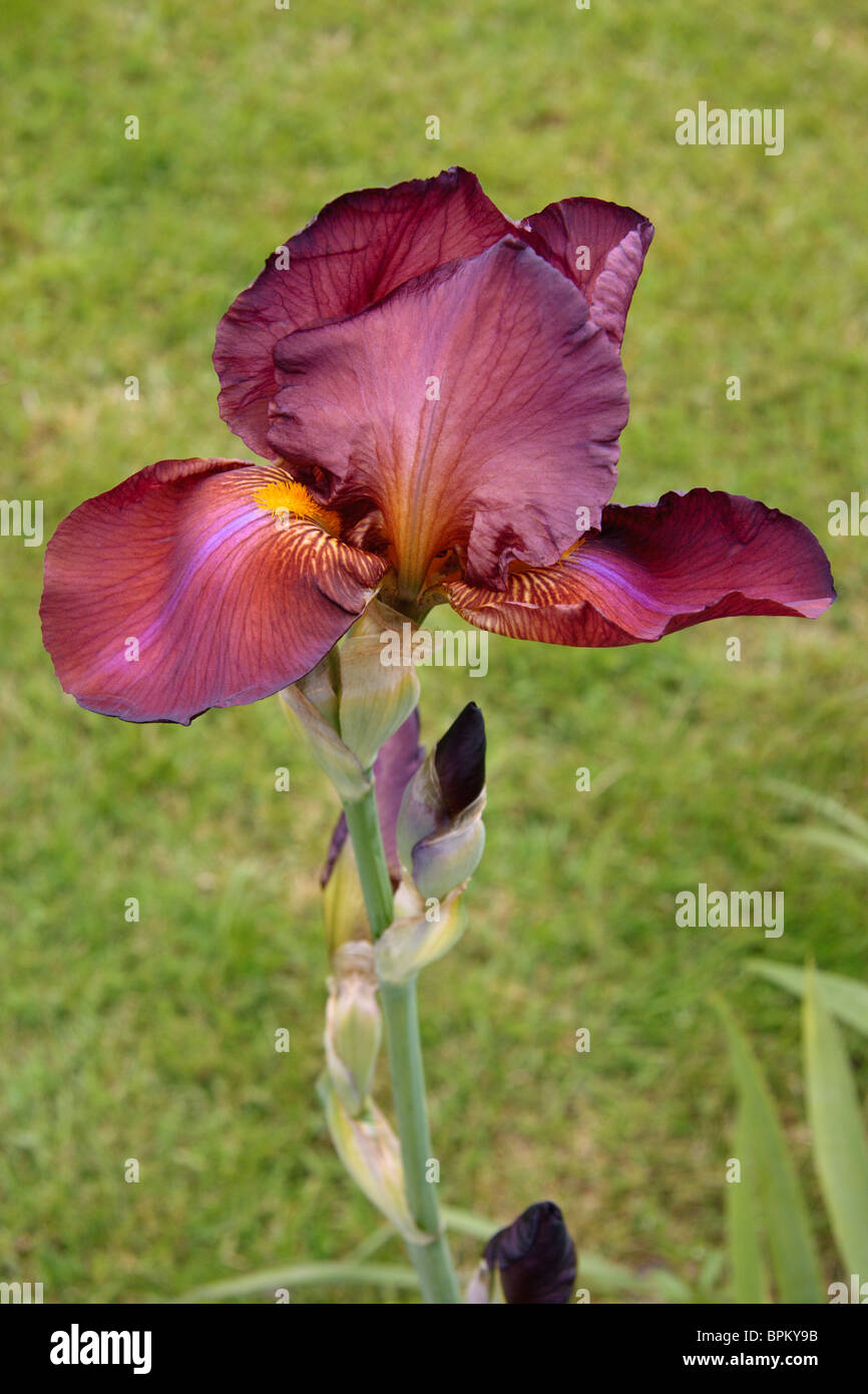Dark red iris Stock Photo
