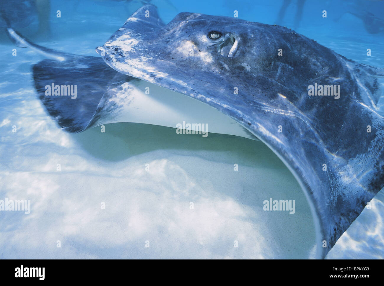 The cayman islands hi-res stock photography and images - Alamy