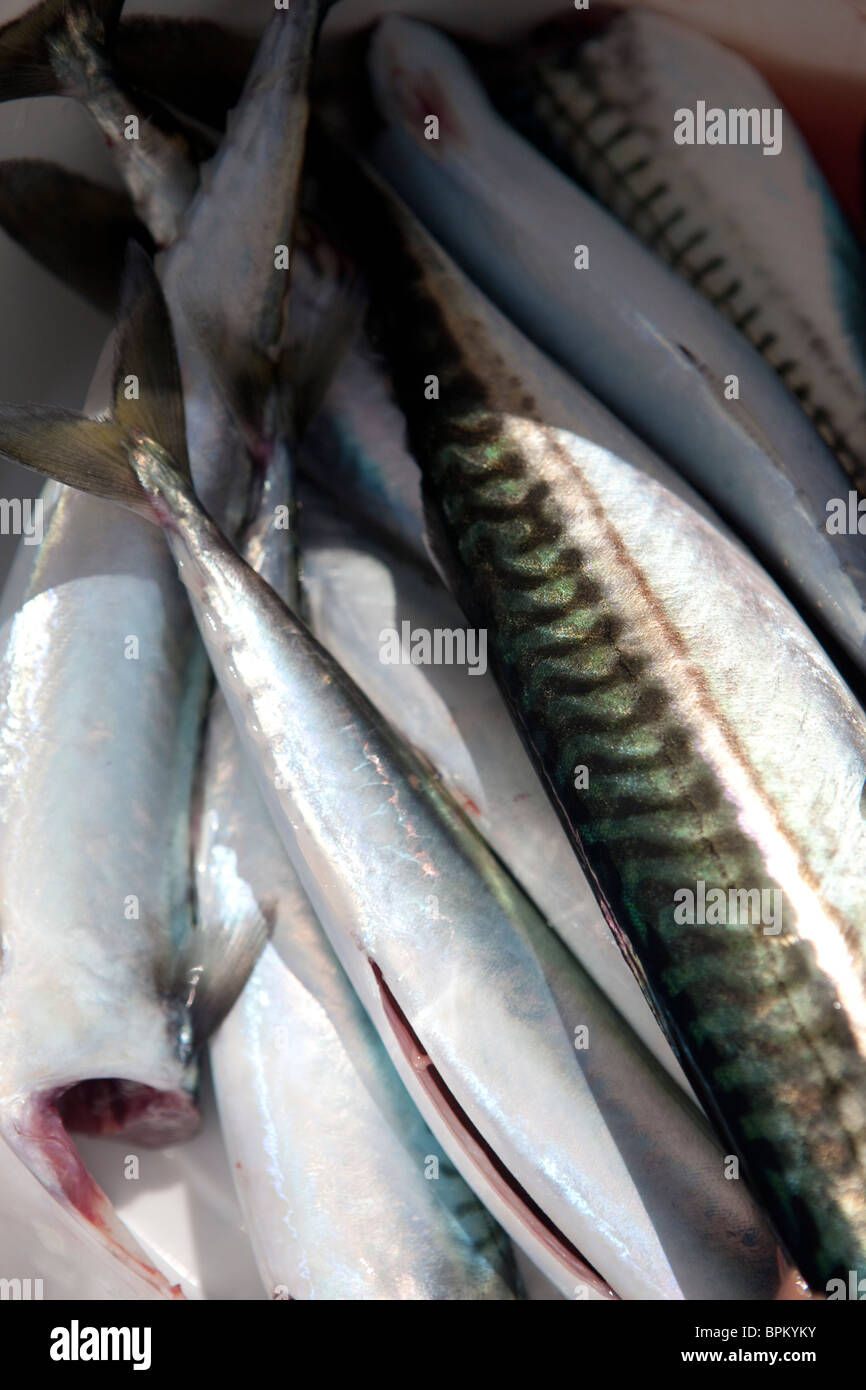 Mackerel Fishing by boat, Tenby, Pembrokeshire West Wales UK Stock