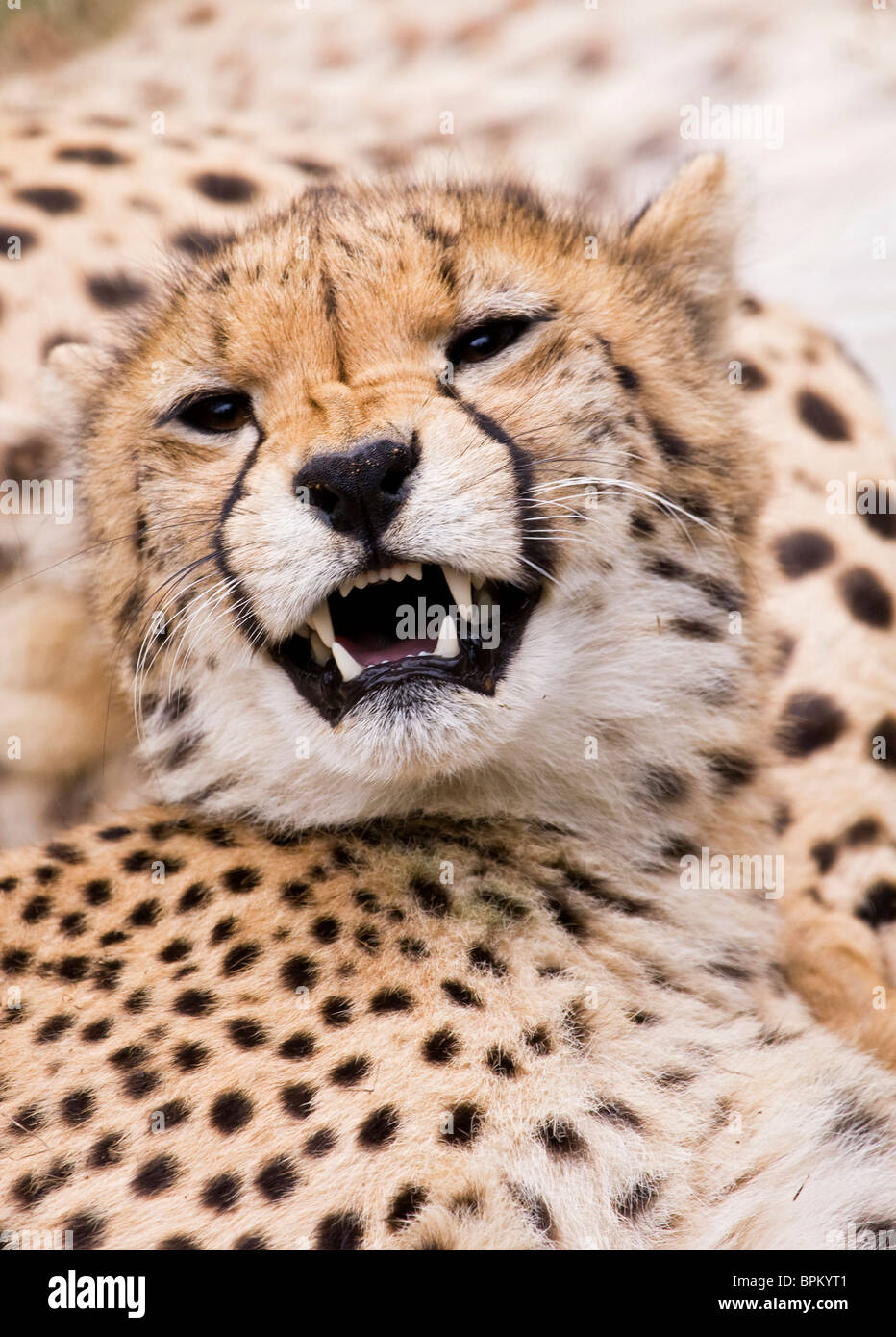 Snarling Cheetah 2 Stock Photo