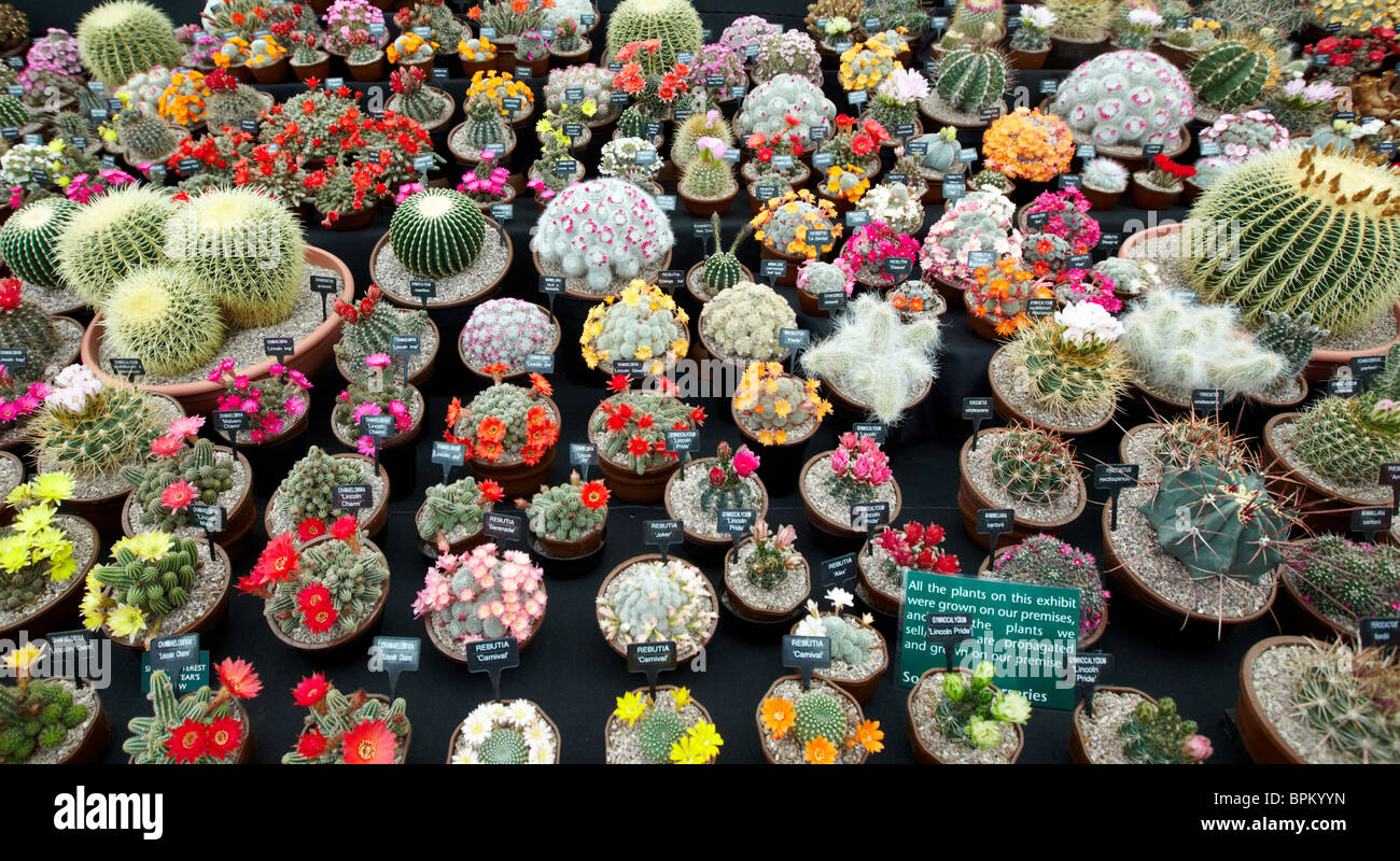 Cactus Plants  At Hampton Court Flower Show Surrey UK Stock Photo