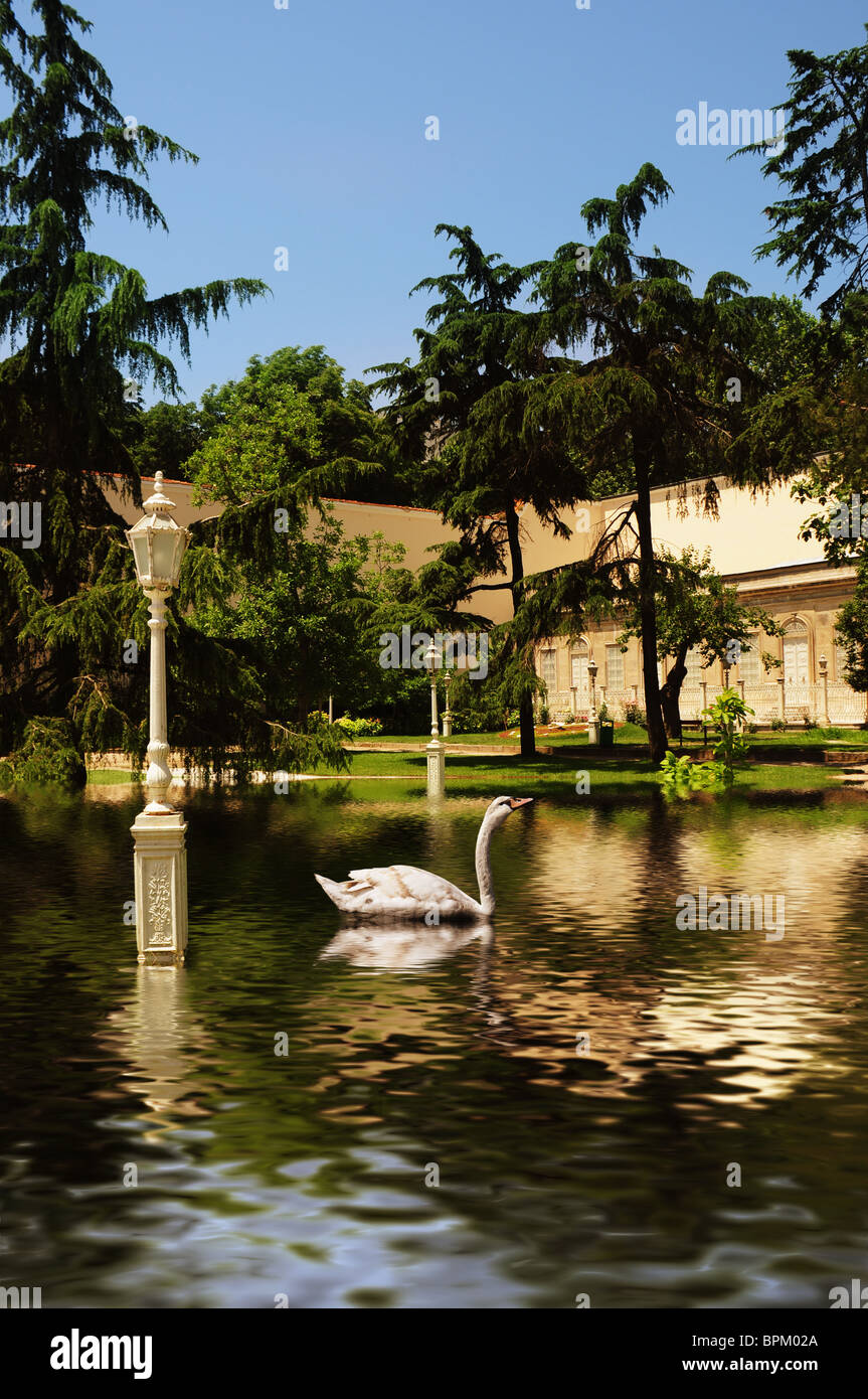 Swan on the lake Stock Photo