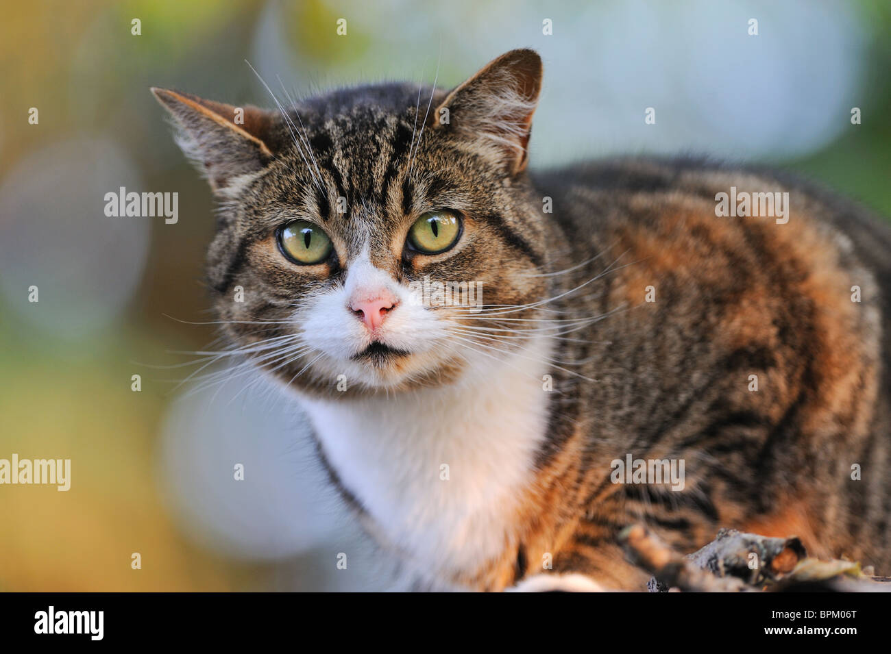 Tabby cat with white bib and nose on corrugated iron shed roof Stock ...