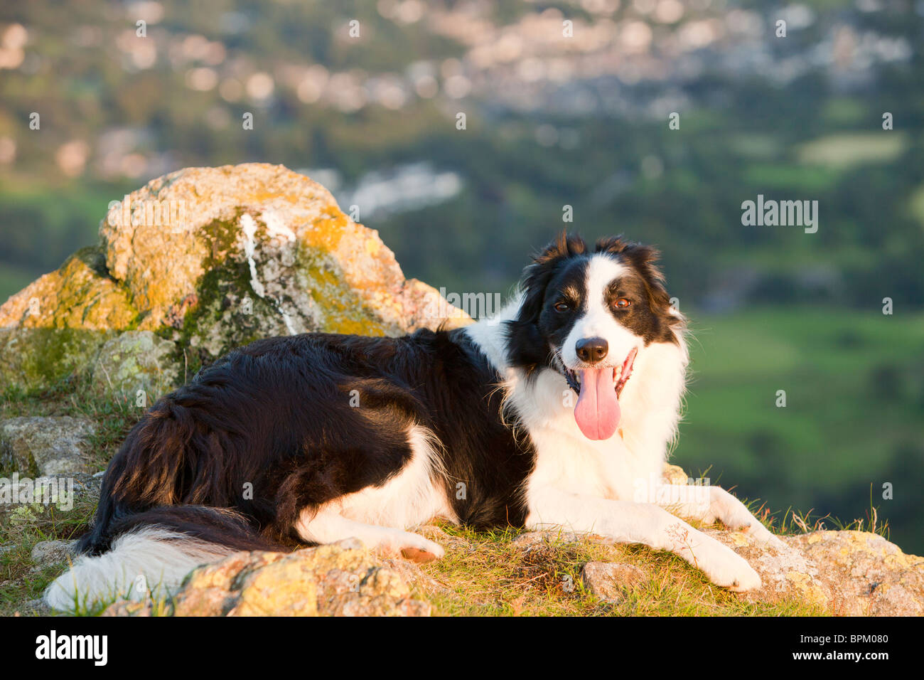 how do you cool down a dogs panting