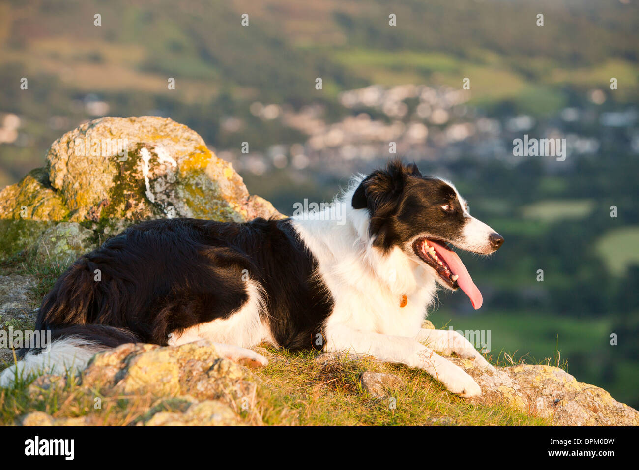 How Do You Cool Down A Dogs Panting