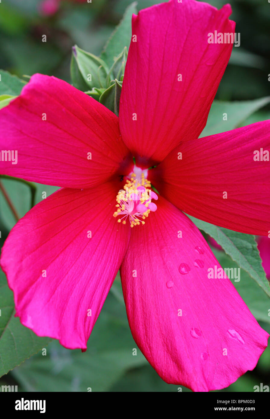Red swamp rose mallow flower close up Hibiscus moscheutos Stock Photo