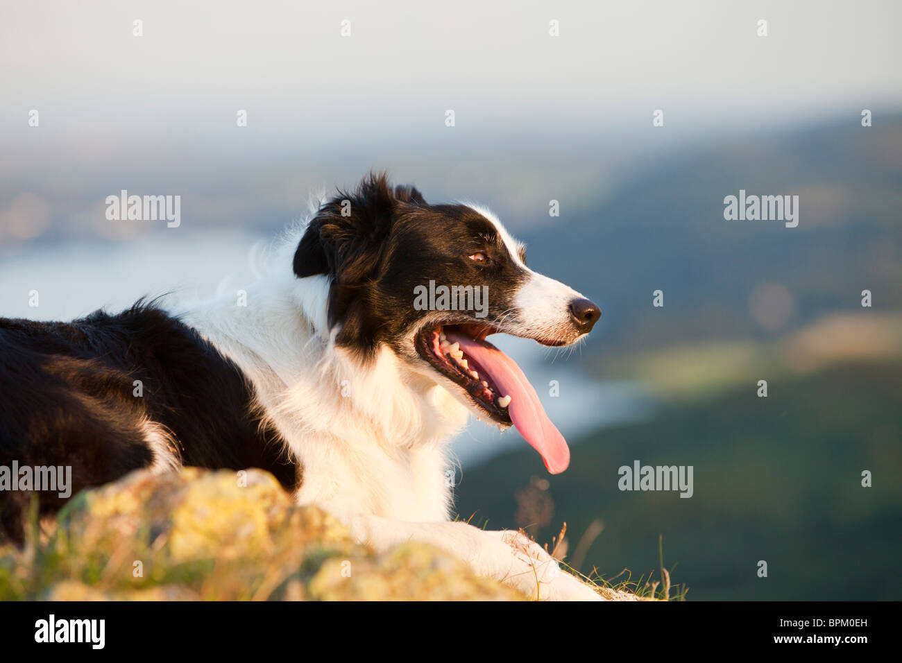 How Do You Cool Down A Dog When Panting