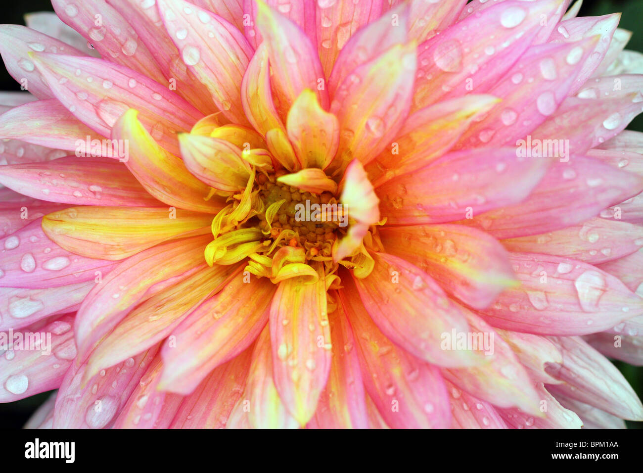 Pink dahlia flower close up Stock Photo - Alamy