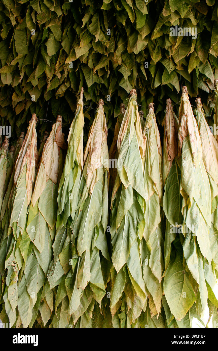 tobacco plant leaves hanging in drying shed to dry Stock Photo - Alamy