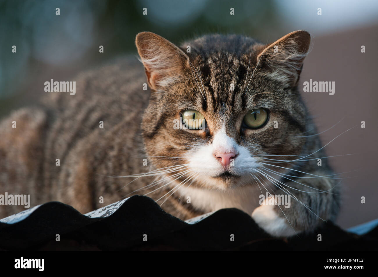 Tabby cat with white bib and nose on corrugated iron shed roof. Stock Photo
