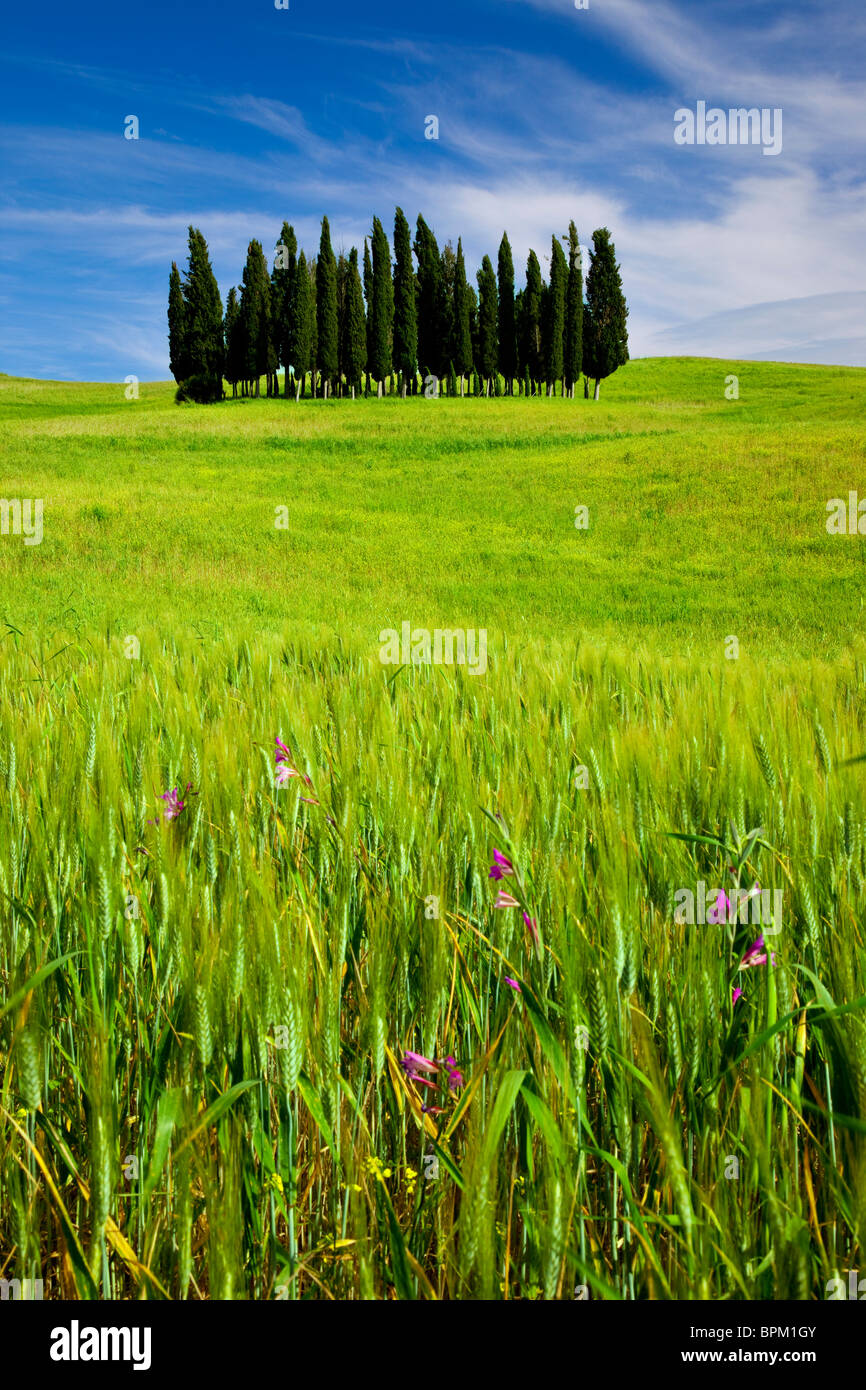Grove of Cypress trees in fields of wheat and wildflowers near San Quirico, Tuscany Italy Stock Photo