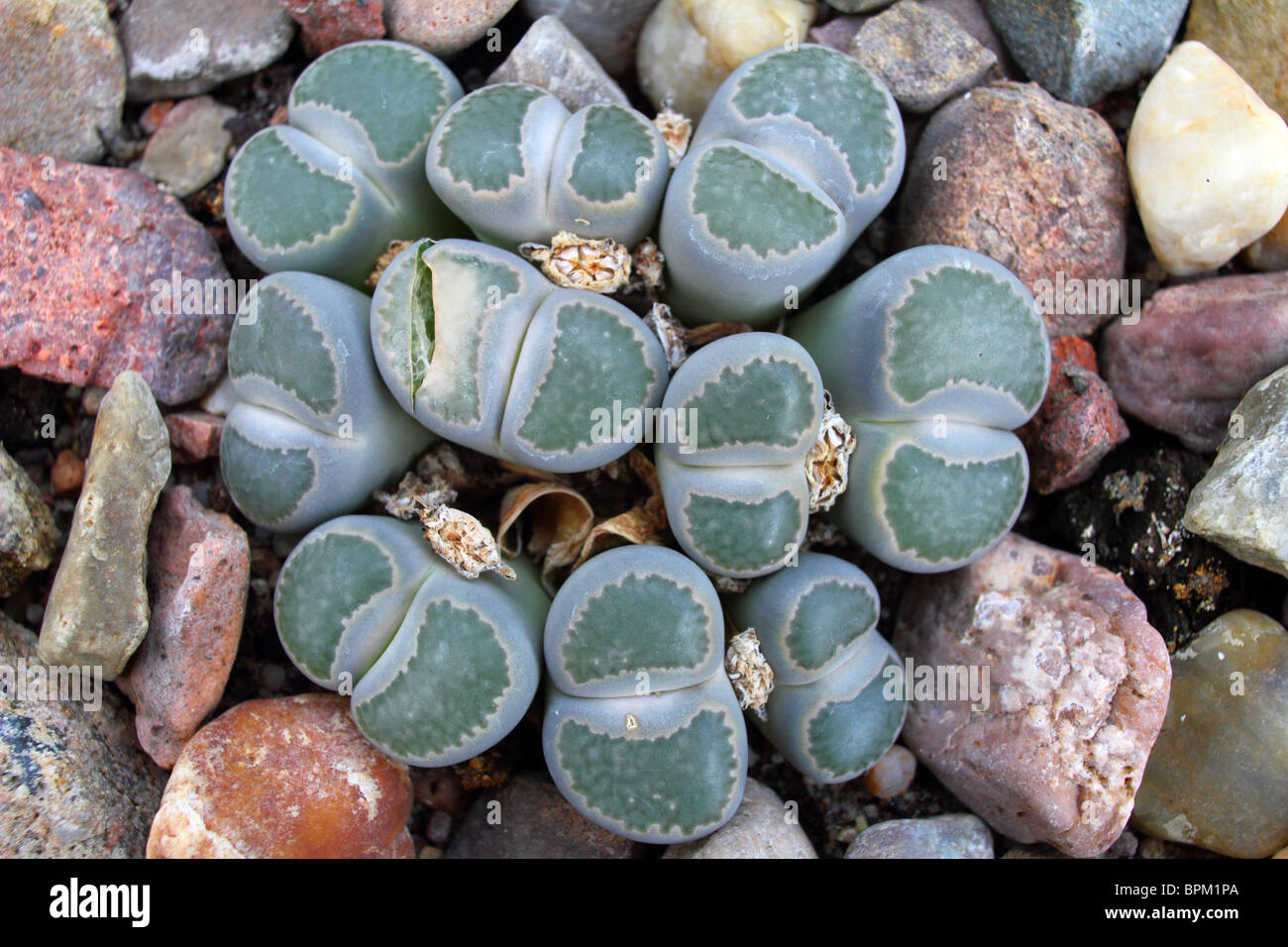 Stone plant living stone Lithops helmutii close up Stock Photo Alamy