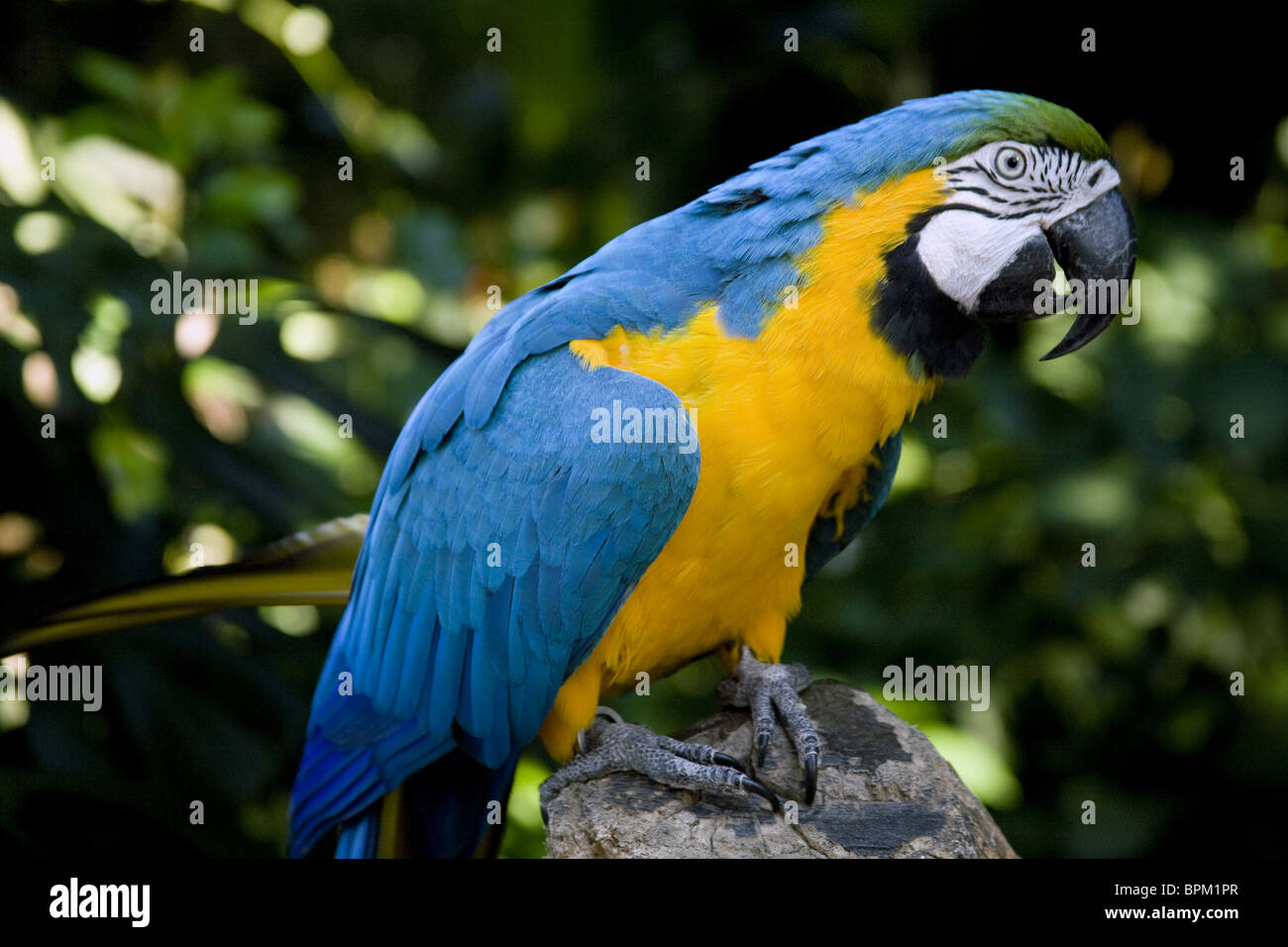 Right side close up picture of blue of yellow Macaw, a specie of parrot. Stock Photo