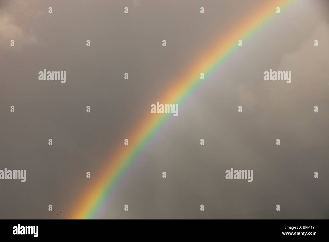 A flock of birds fly at the base of a rainbow Stock Photo - Alamy