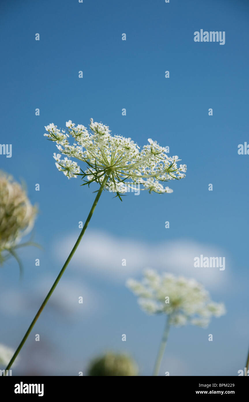 Queen Anne's Lace – VIRGINIA WILDFLOWERS