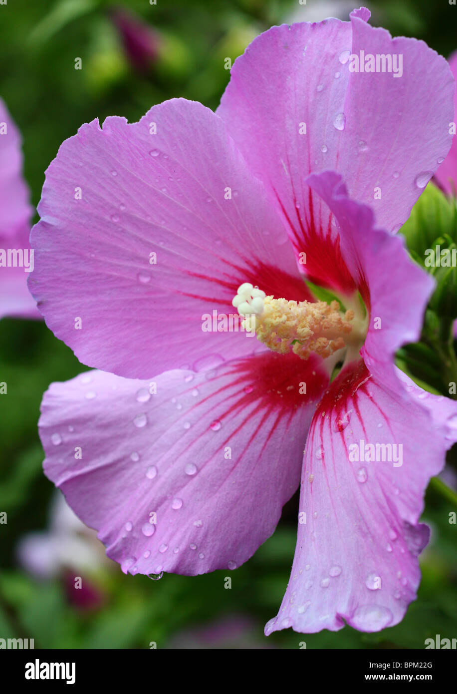 Purple hibiscus flower close up Stock Photo