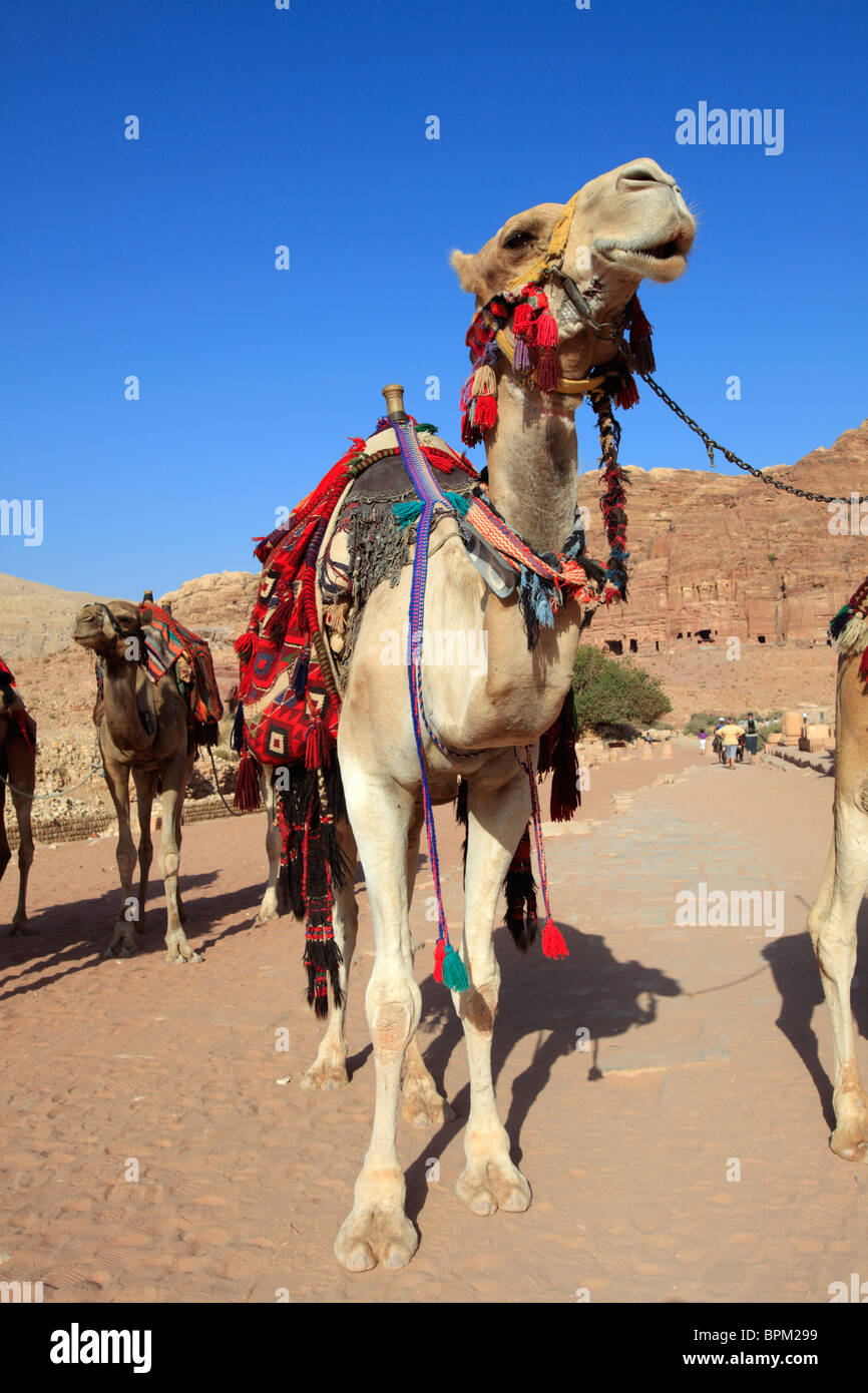 Camels in the ancient city of Petra, Jordan Stock Photo