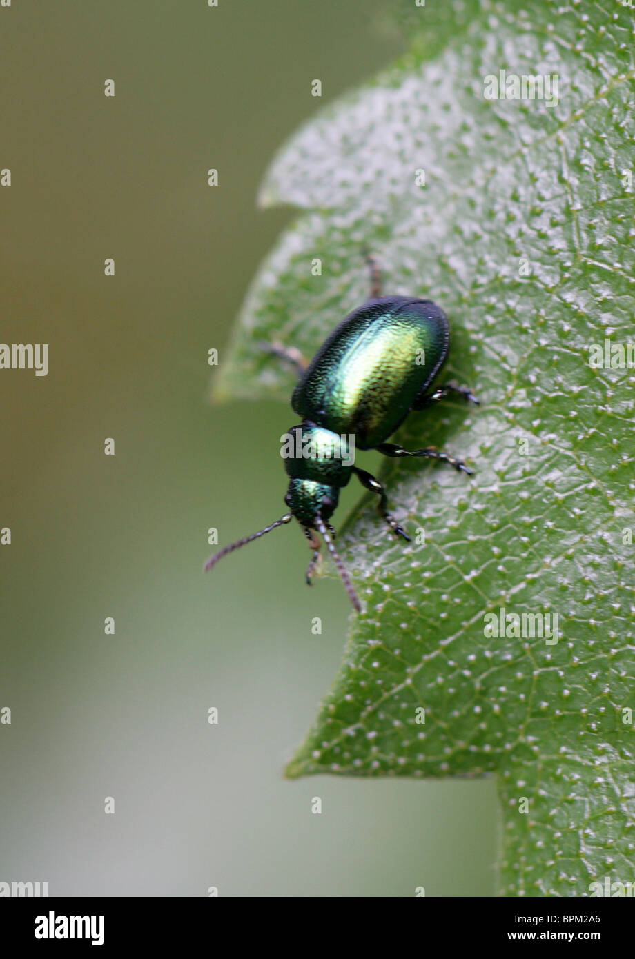 Green Dock Beetle, Gastrophysa viridula, Chrysomelidae, Chrysomeloidea