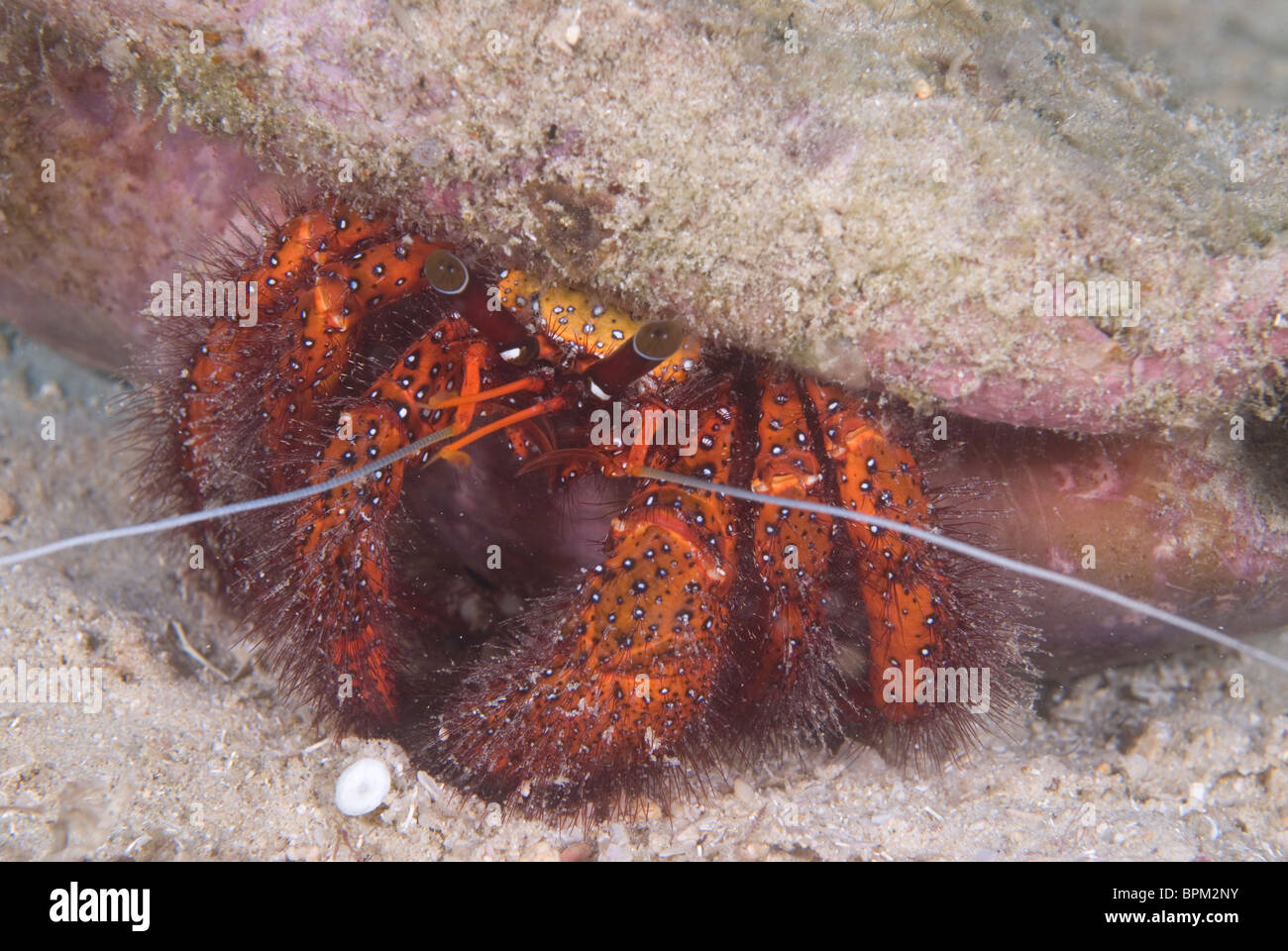 Pacific hermit crab hi-res stock photography and images - Alamy
