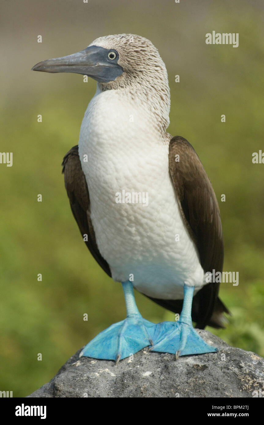 Blue-footed booby (Sula nebouxii excisa) Punta Cevallos, Espanola or Hood Island Island, Galapagos Islands, Ecuador. Stock Photo