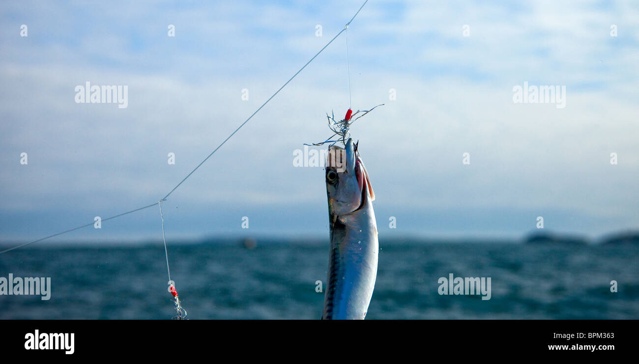 Mackerel Fishing by boat, Tenby, Pembrokeshire West Wales UK Stock