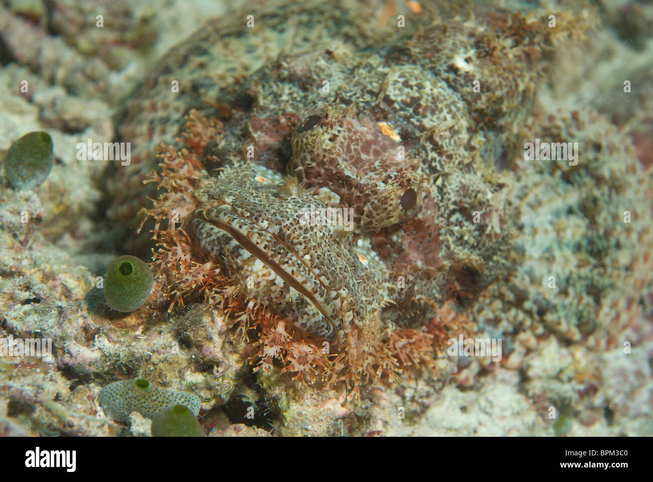 Small-scale scorpionfish, Maldives in Indian Ocean. Stock Photo