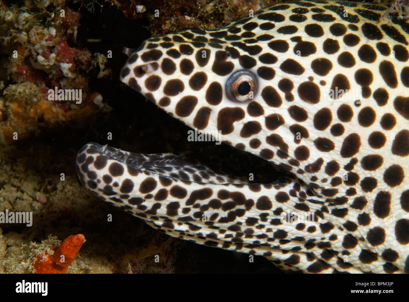 Honeycomb moray eel, Gymnothorax favagineus, Ari Atoll, Maldives, Indian Ocean. Stock Photo