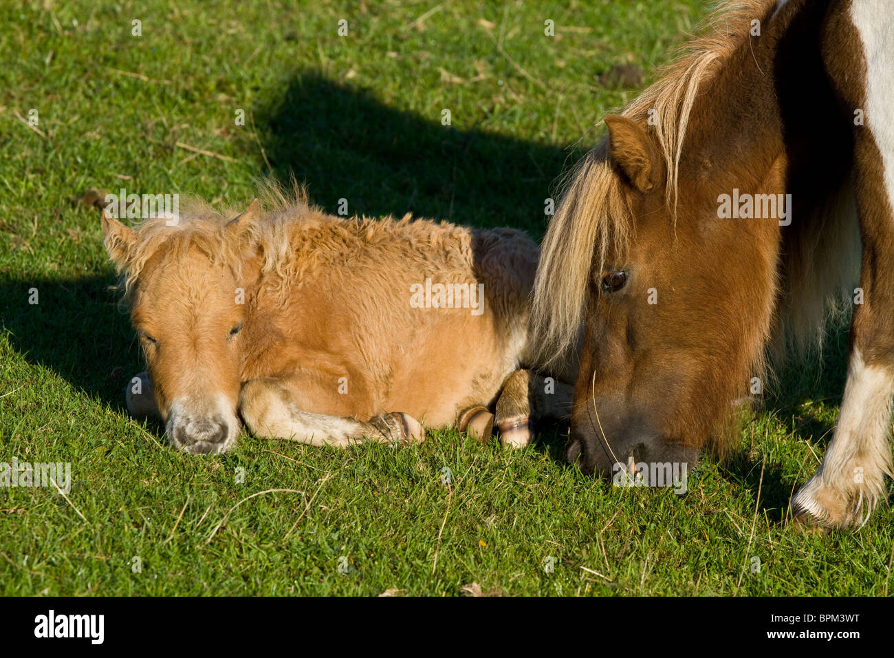 Skewbald pony grazing with sleeping foal Stock Photo