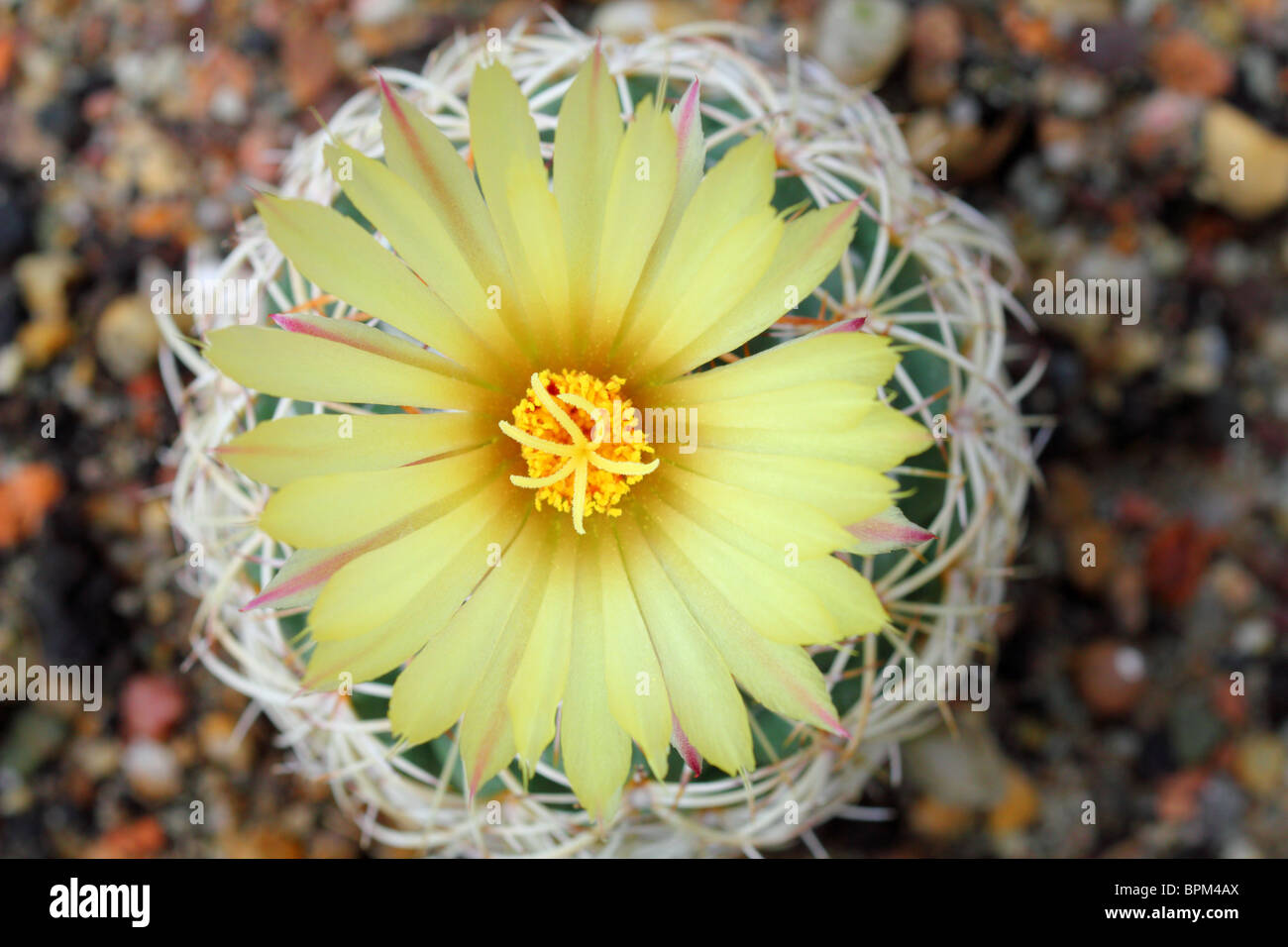 Cactus Coryphantha compacta flower close up Stock Photo