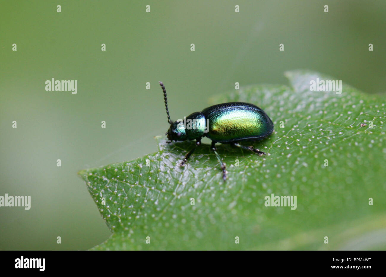 Green Dock Beetle, Gastrophysa viridula, Chrysomelidae, Chrysomeloidea, Coleoptera. Blister Beetles (Meloidae). Stock Photo
